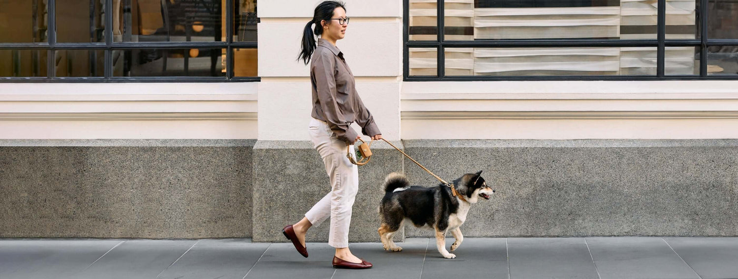 Dog being walked on a city street wearing the DOGLOC leash and collar