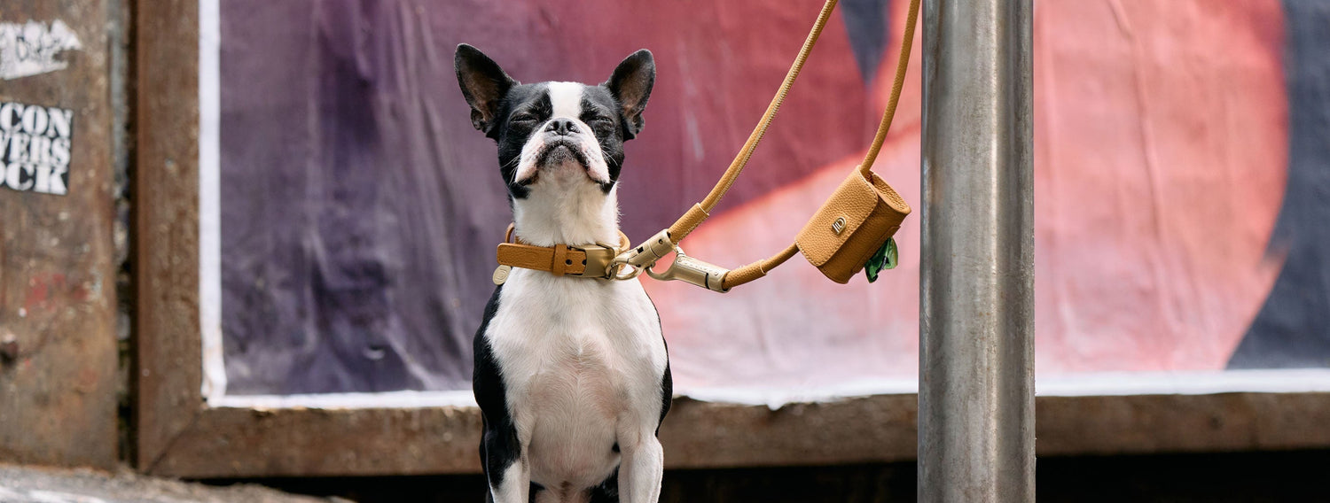 Boston Terrier secured to a pole using the DOGLOC anti-theft leash in an urban setting