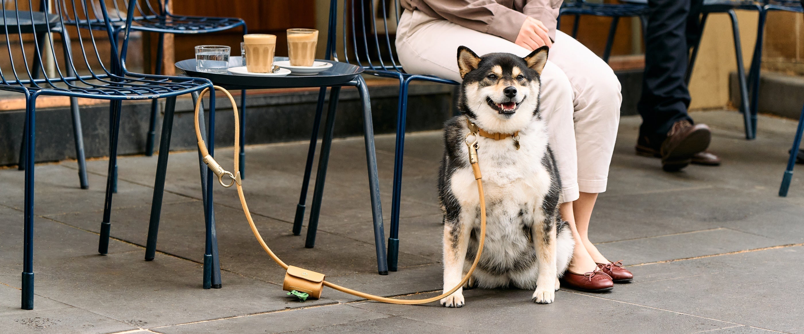 Collar or harness? Which Is Better for Your Dog? (And Why It Matters for Security)