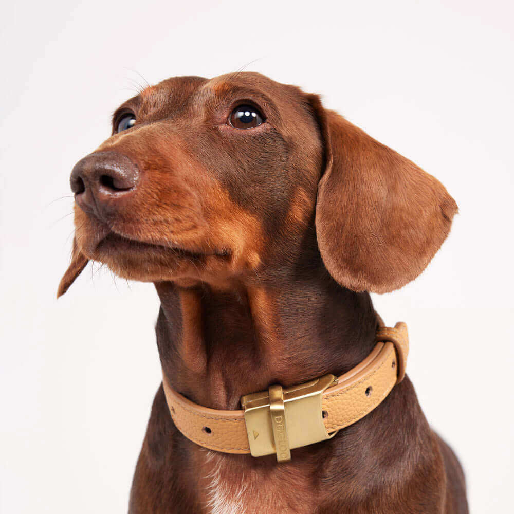 Dog wearing a DOGLOC lockable dog collar made of full-grain leather, showcasing its stylish design.