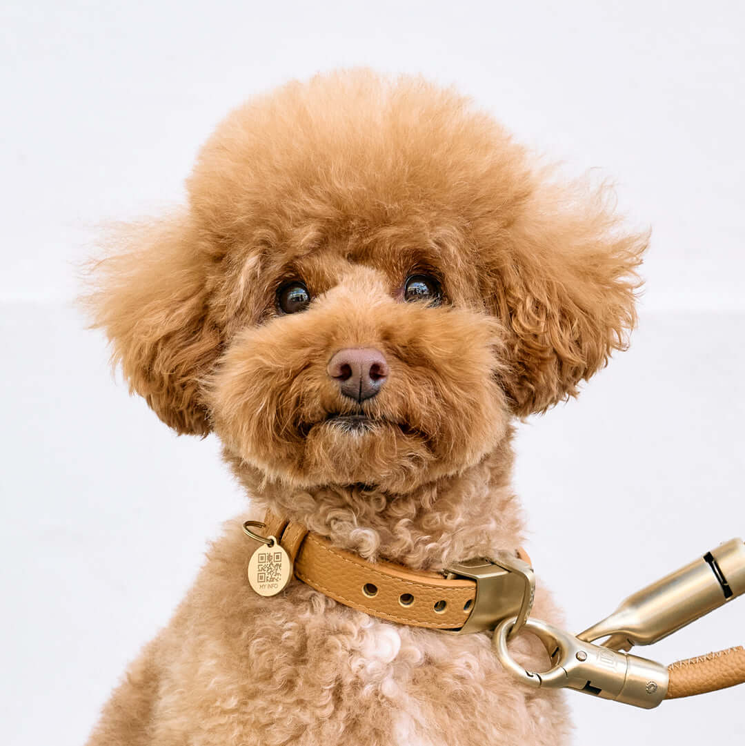 Cute dog wearing a DOGLOC lockable dog collar made of full-grain leather.