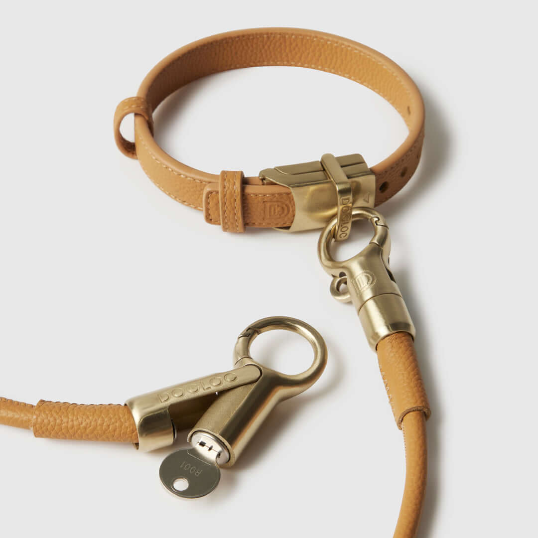 DOGLOC Collar With Leash Attached
