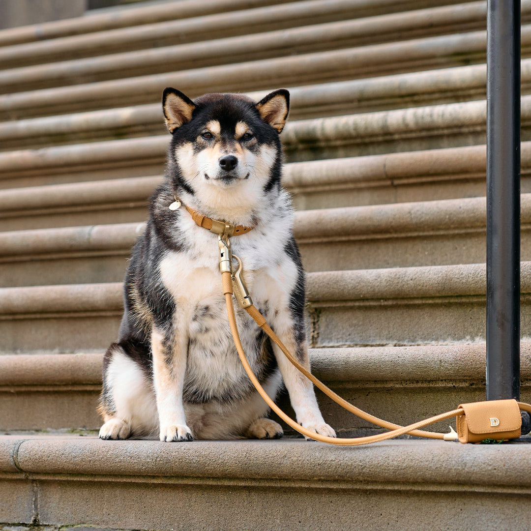 DOGLOC Protecting A Dog From Theft