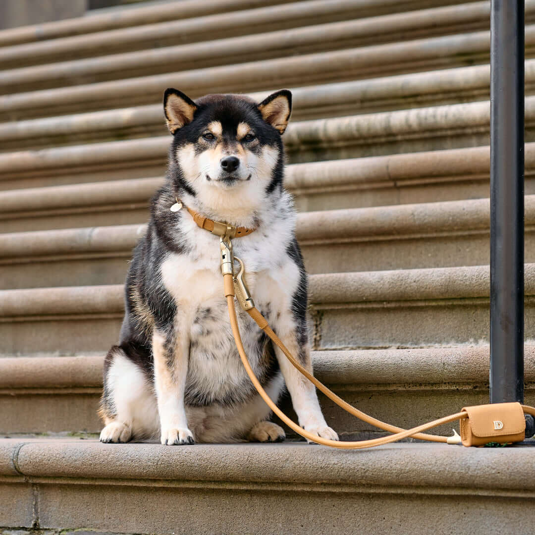 DOGLOC Protecting A Dog From Theft