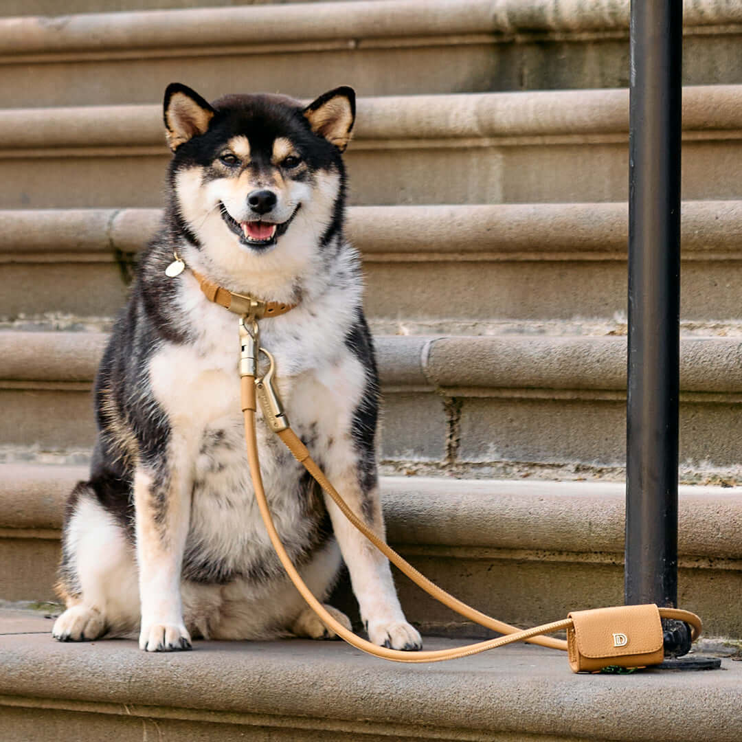 Happy dog sitting on stairs with a lockable dog lead and collar set, showcasing premium leather design.