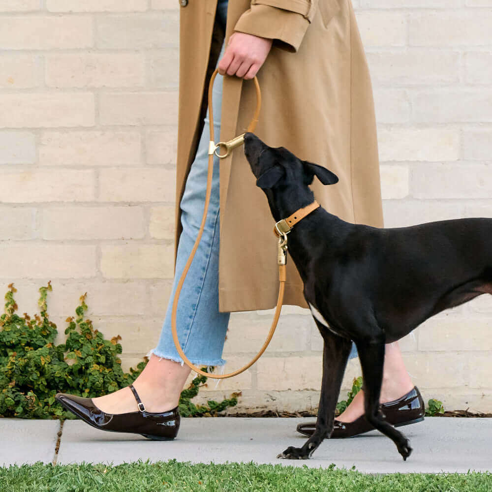 Person walking a dog with a lockable dog lead and collar set, showcasing its stylish design and functionality.