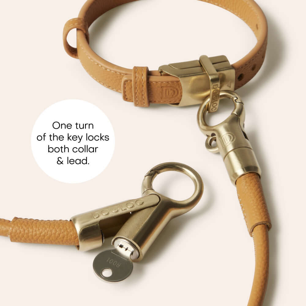 Close-up of lockable dog lead and collar set showing the locking mechanism and one-key system.