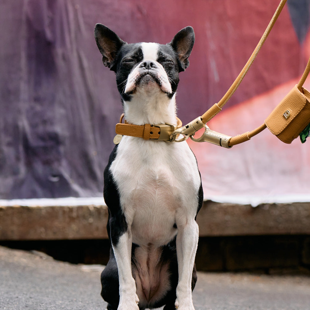 Lockable Leather Dog Collar & Lead System