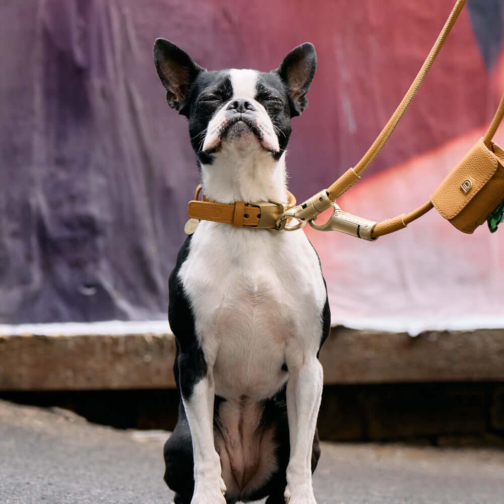 Lockable dog lead and collar set showcased on a stylish Boston Terrier in a city setting.