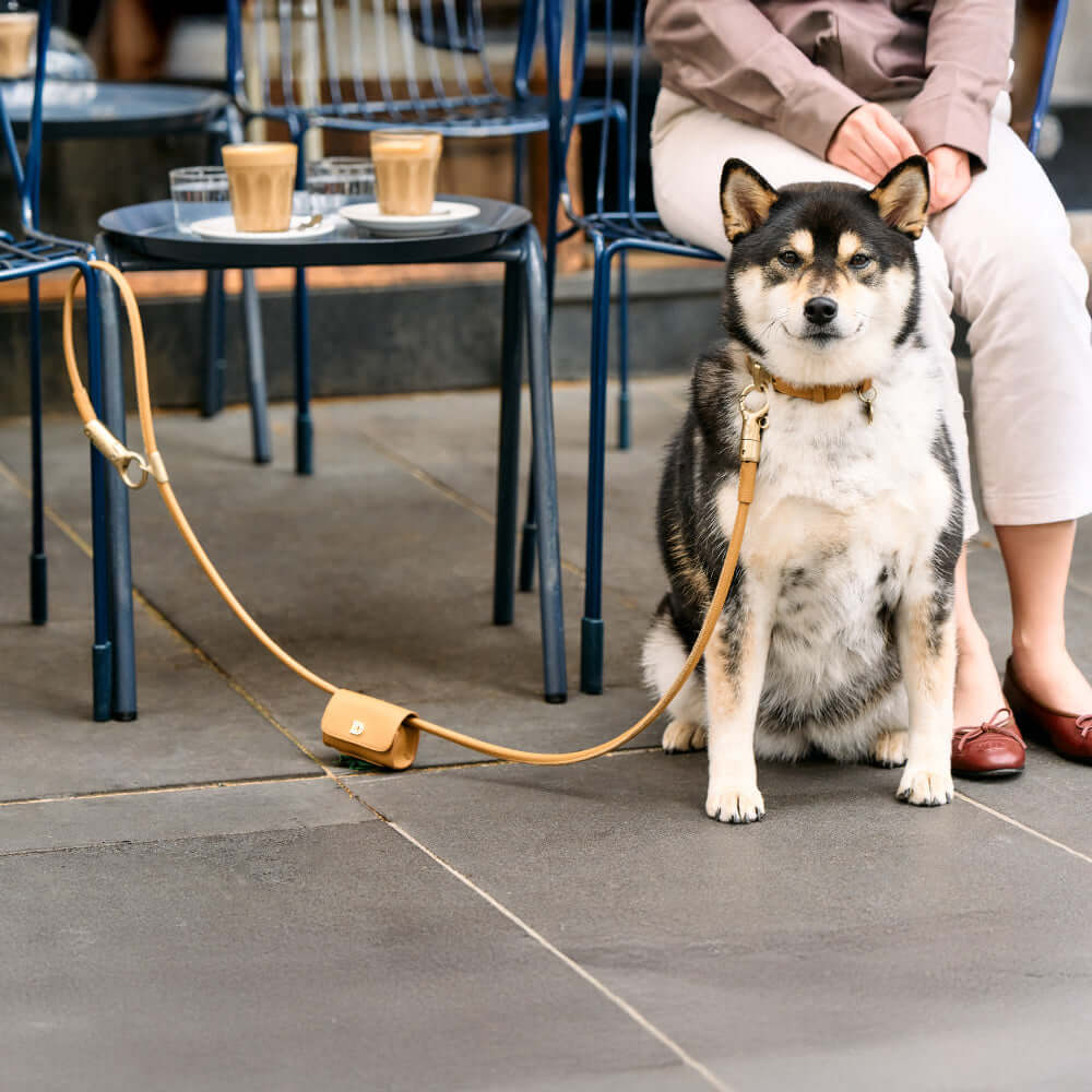 A dog sitting on the ground, attached to a lockable dog lead, at a cafe with a person nearby.