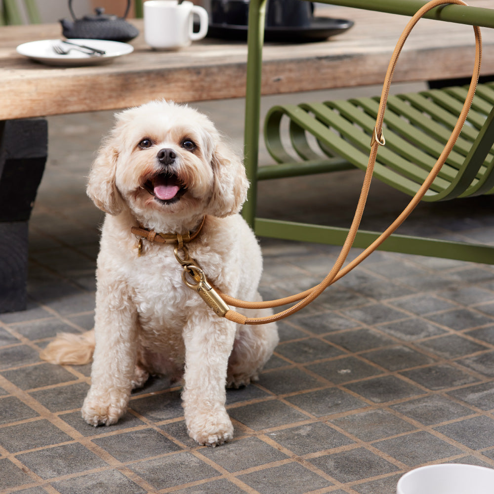 Lockable Leather Dog Collar & Lead System