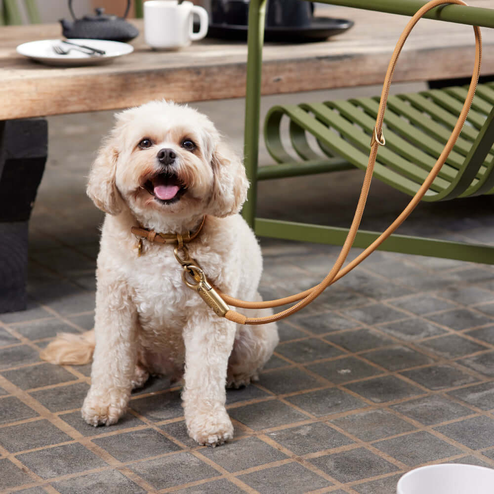 Happy dog wearing a stylish collar and lockable dog lead, sitting comfortably by a table outdoors.