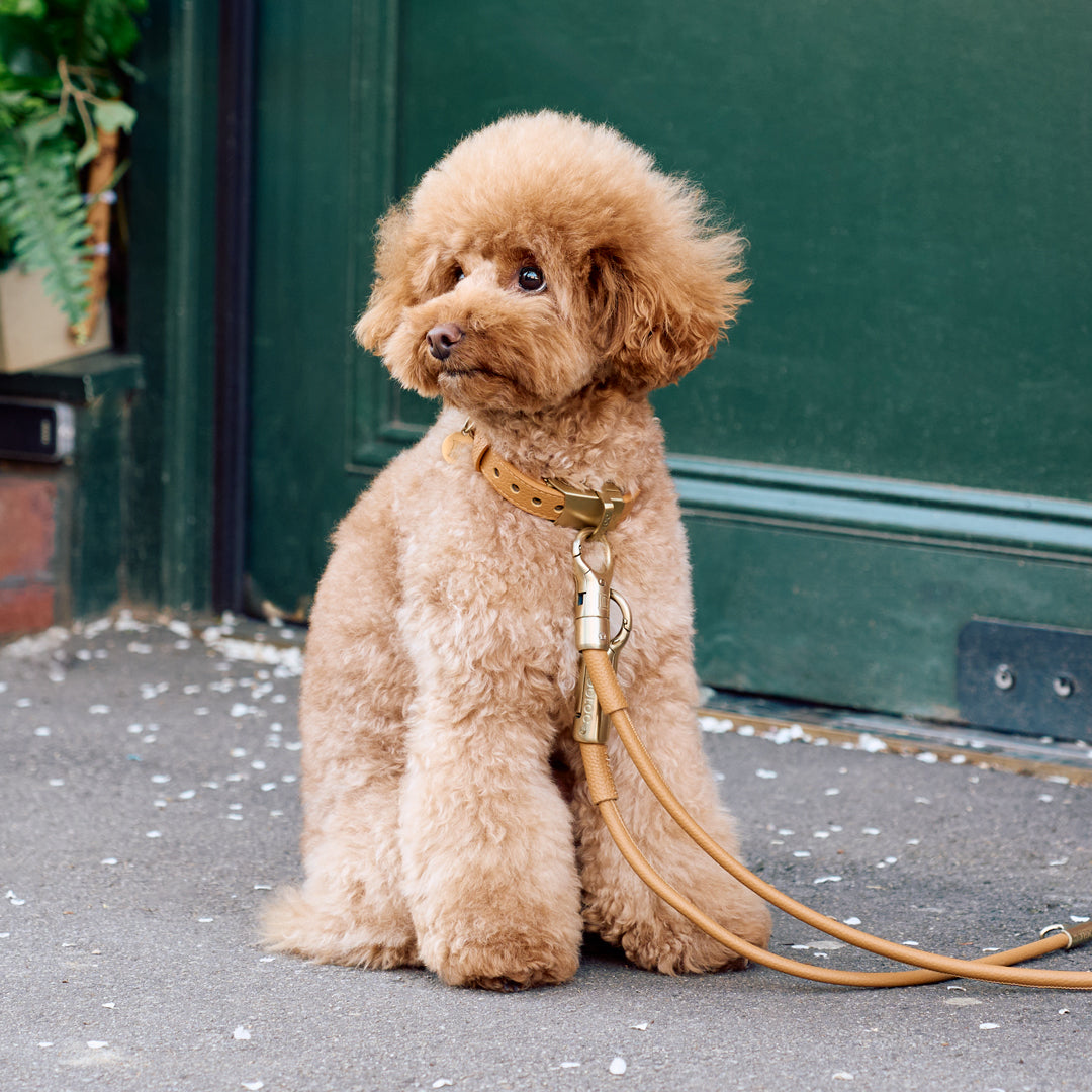 Anti-theft Leather Dog Leash & Collar Set