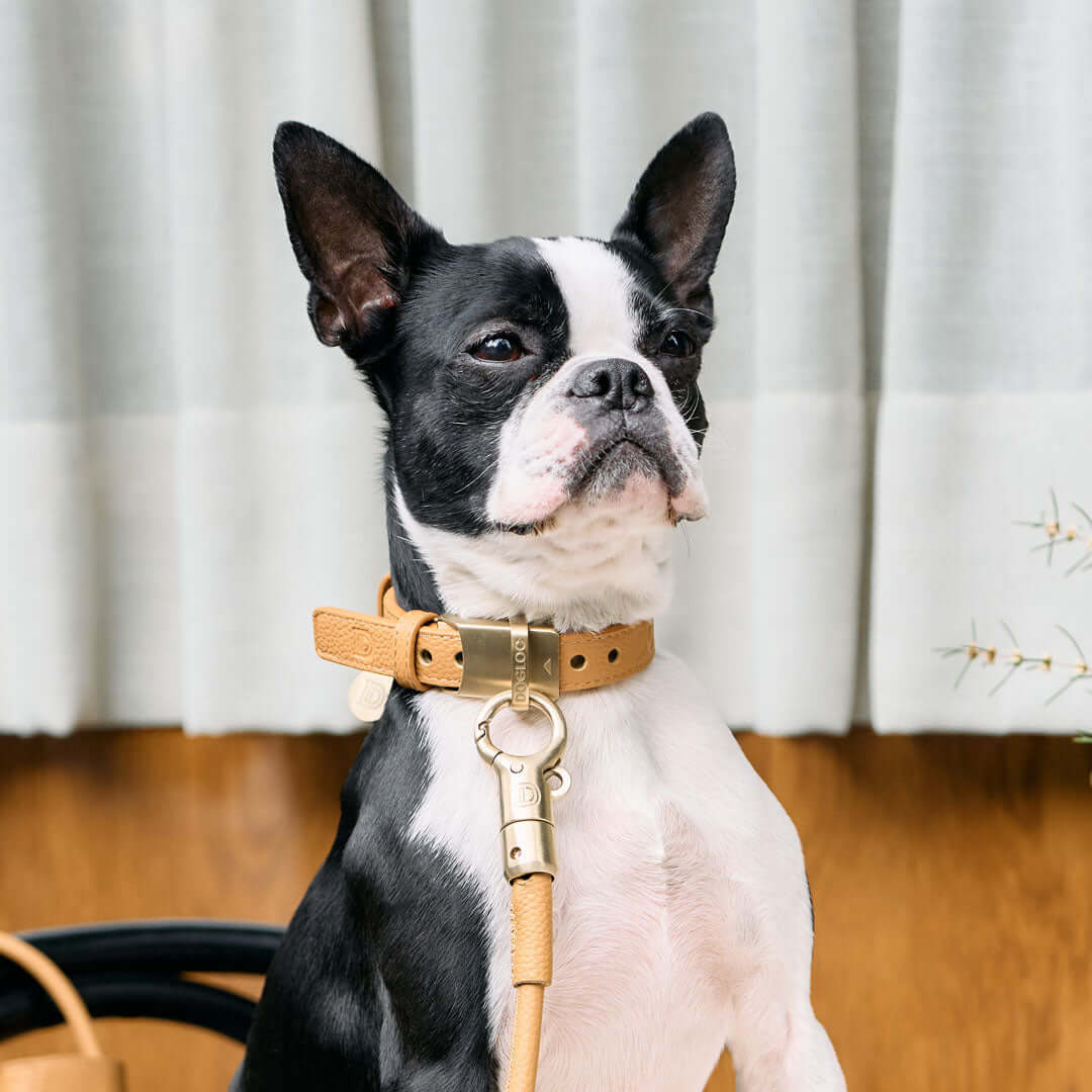 Confident dog wearing a DOGLOC collar with the leash attached
