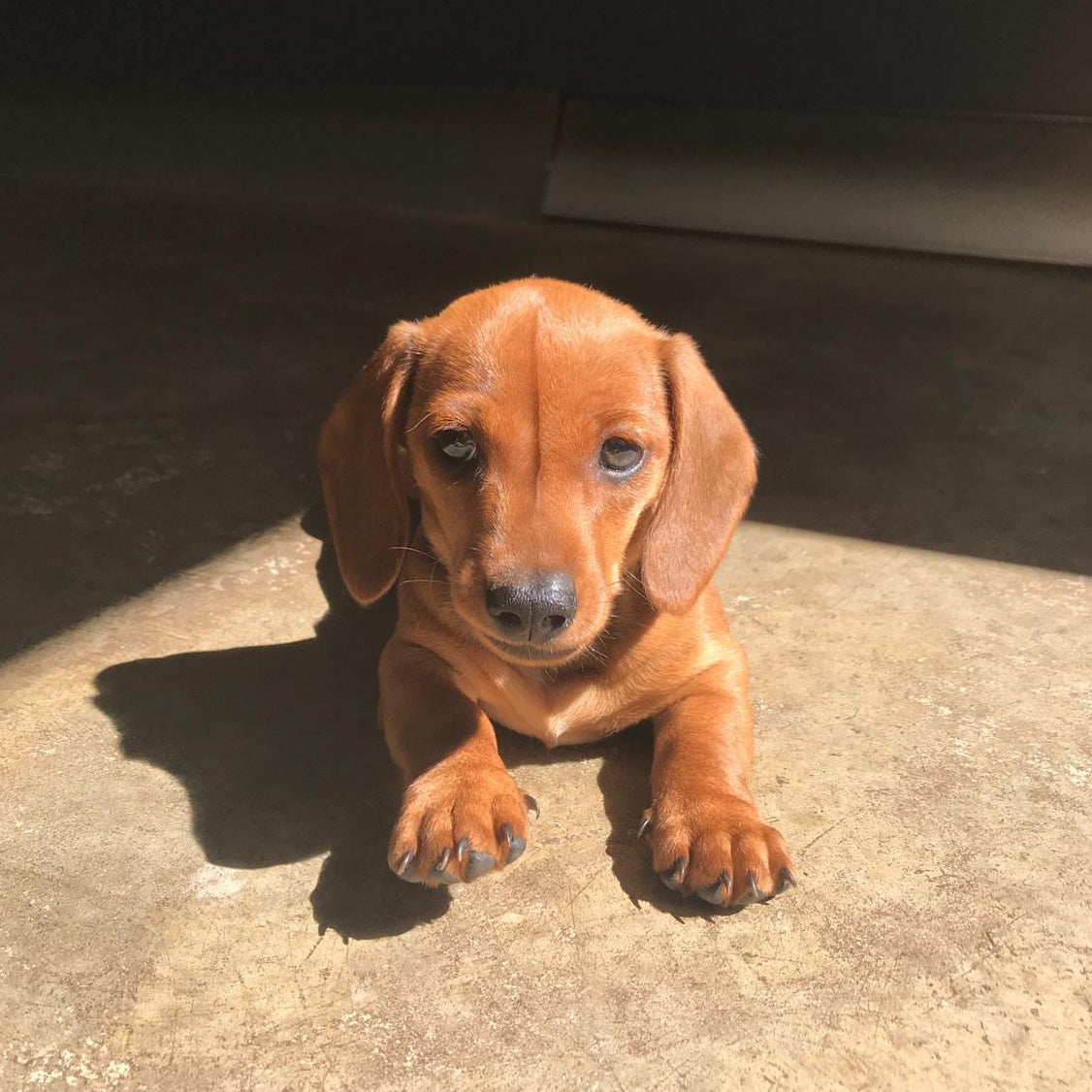 Brown puppy sitting on a concrete surface with a dark background