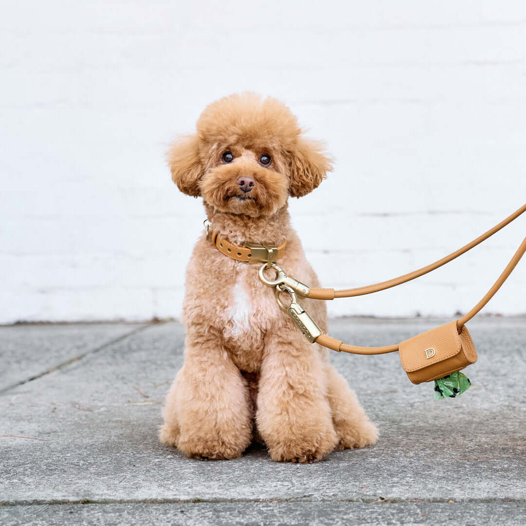 Cavoodle dog wearing DOGLOC while owner runs an errand