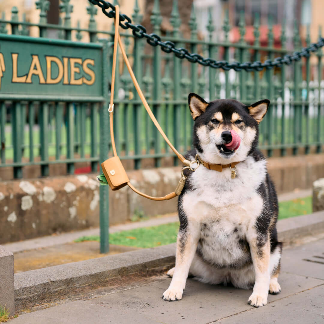Dog waiting outside public toilets secured with DOGLOC