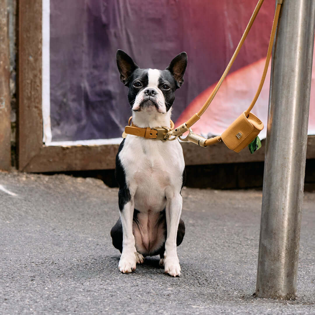 Boston Terrier secured with DOGLOC