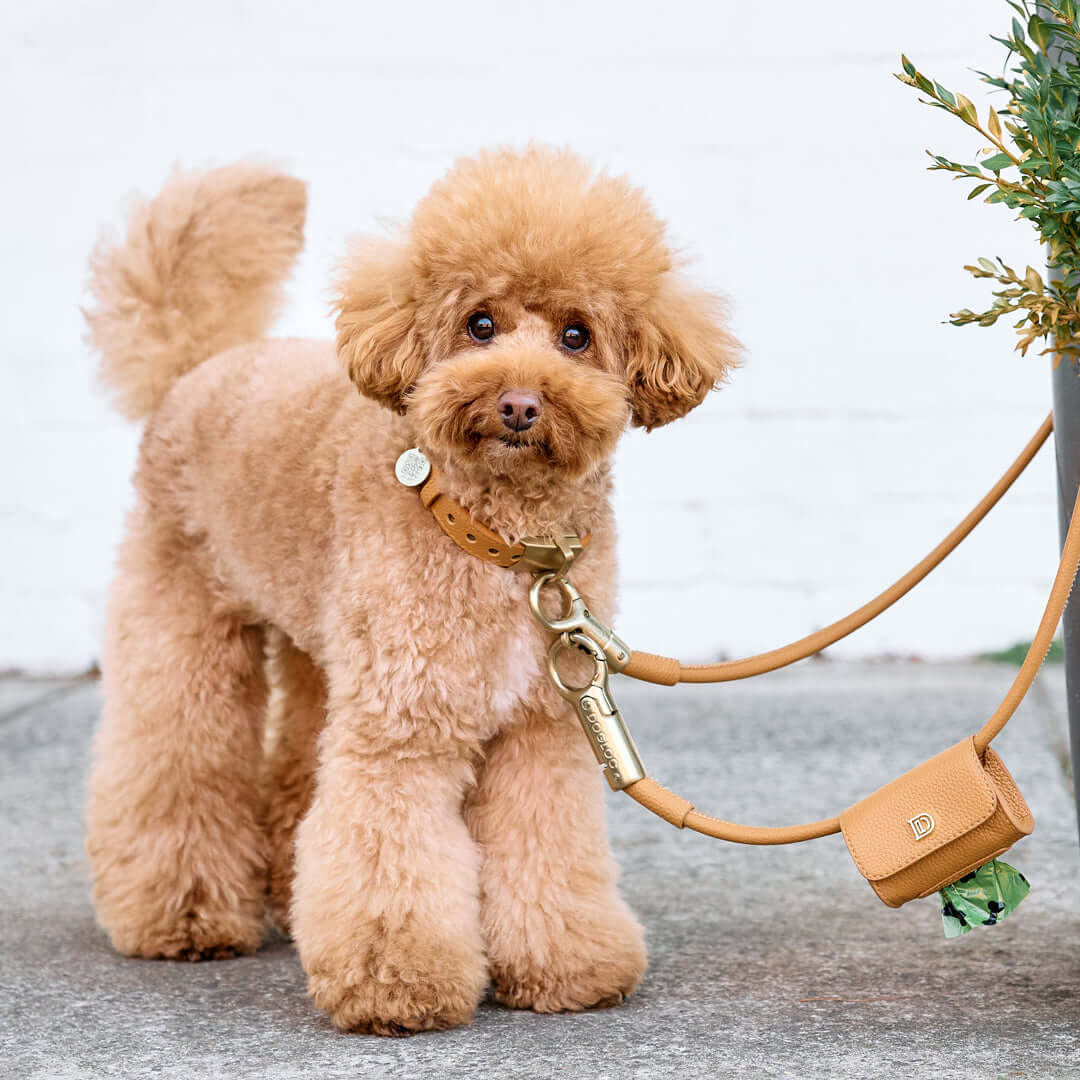 Cute dog wearing the DOGLOC anti-theft leash and collar set