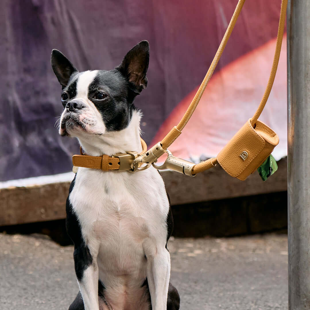 Dog wearing DOGLOC leash and collar with matching poop bag holder