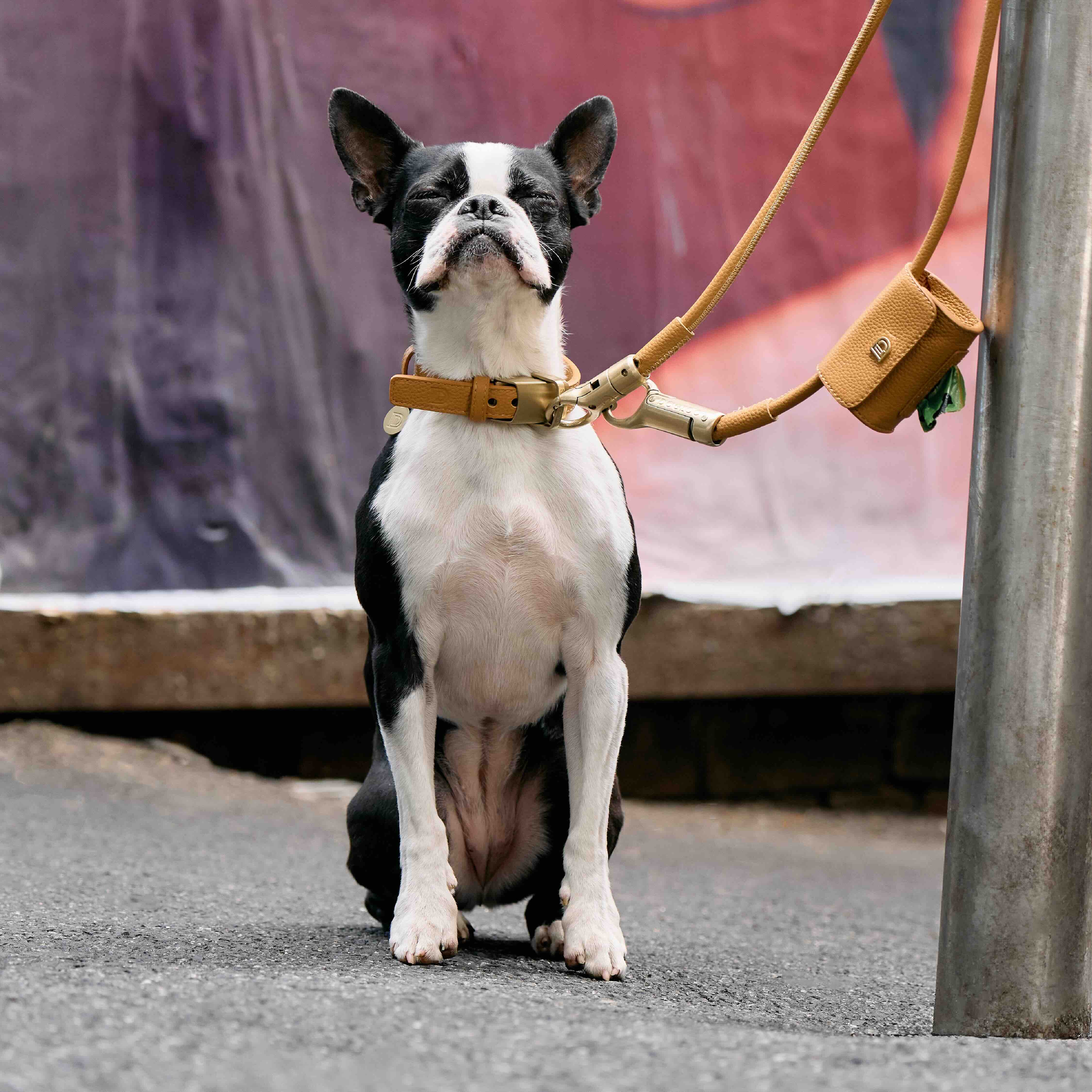 Anti-theft Dog Lead and Collar