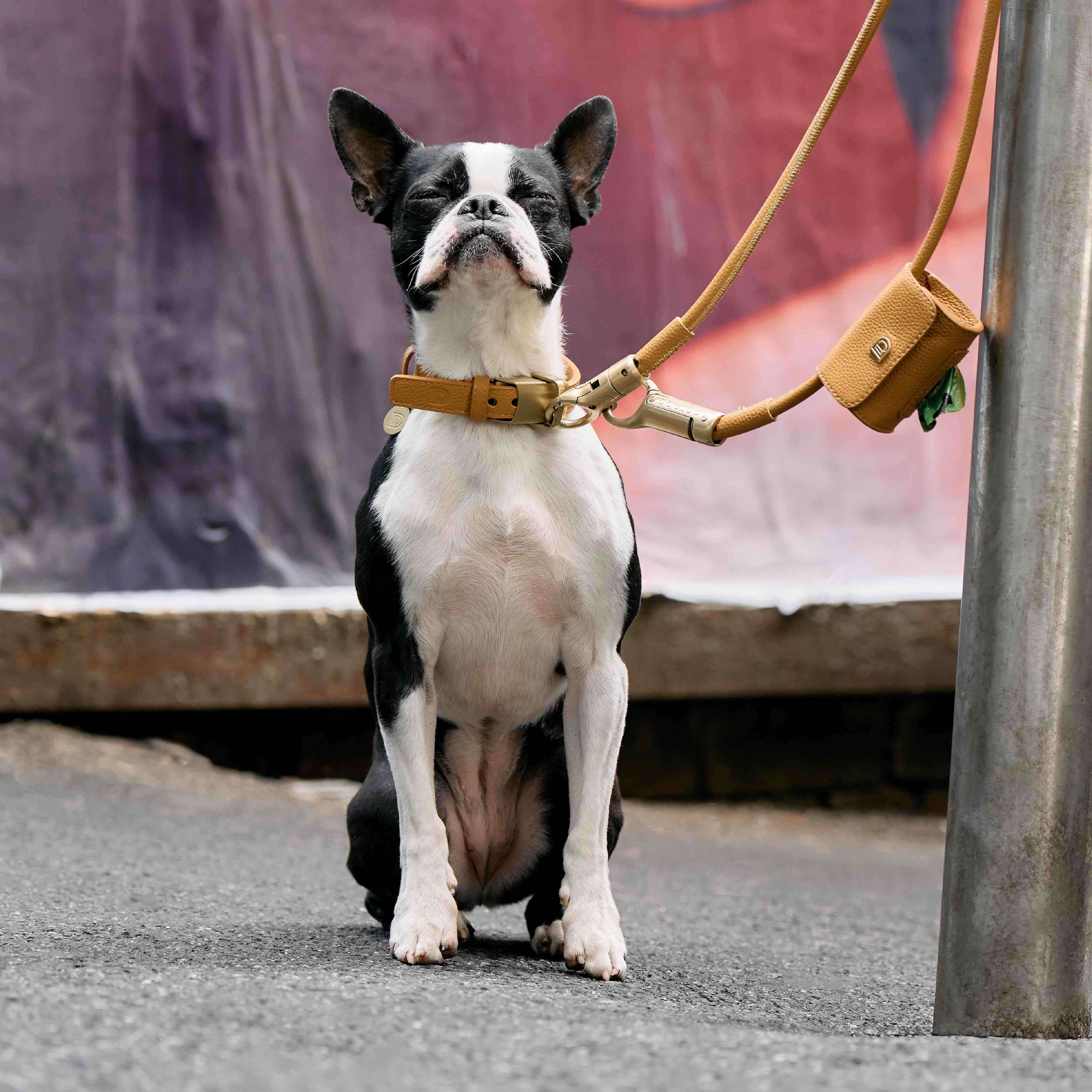 Boston Terrier safely secured with DOGLOC lockable leash and collar
