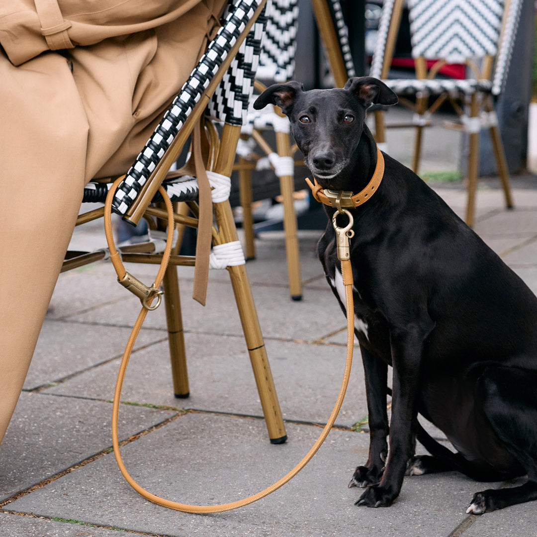 Quick and easy tether of your dog with DOGLOC
