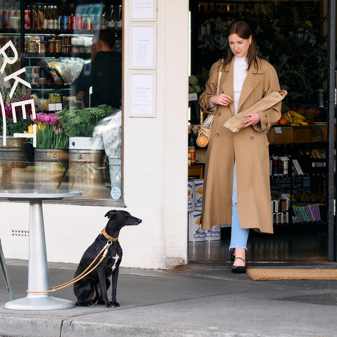 Dog waiting for owner while safely secured with DOGLOC