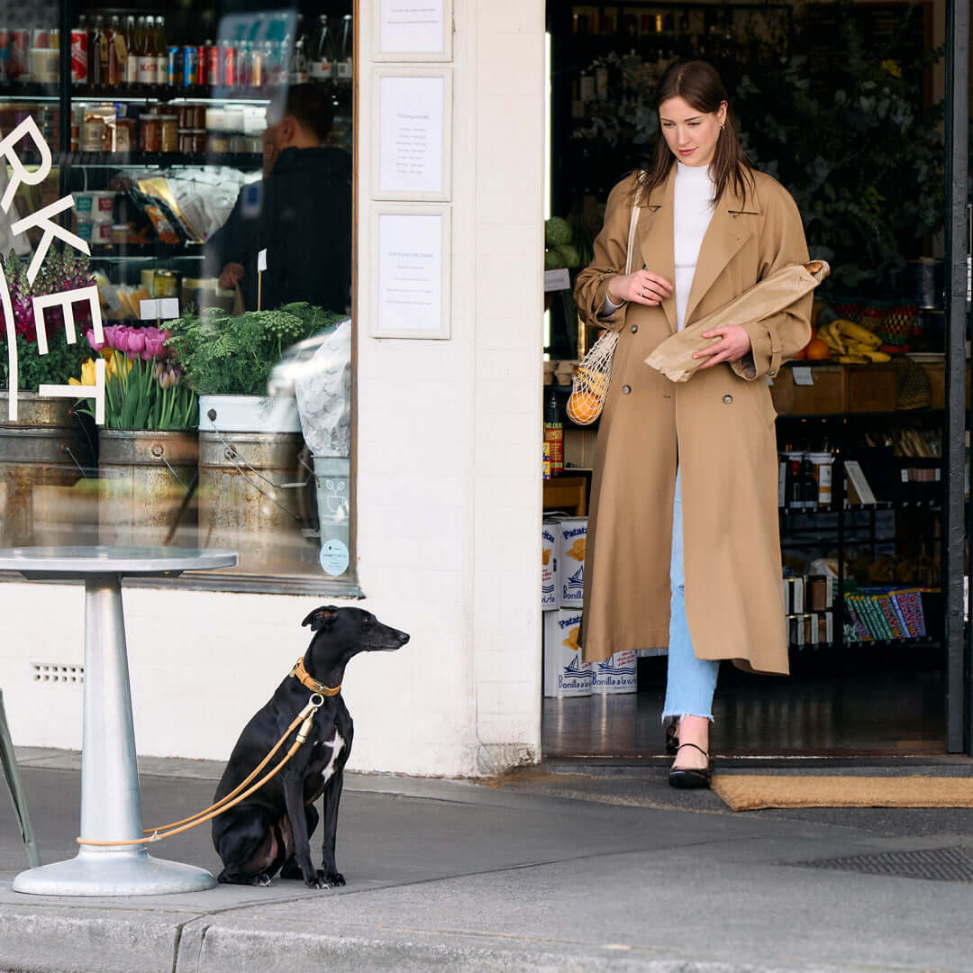 Dog waiting for owner while safely secured with DOGLOC
