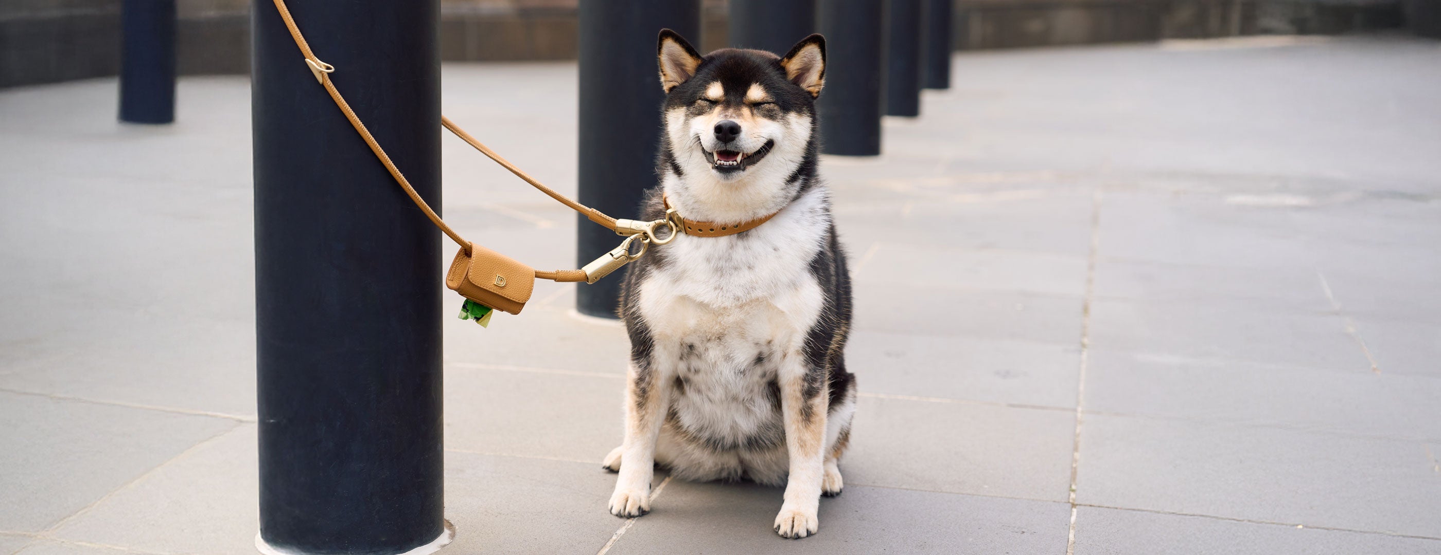 Dog sitting on a city sidewalk with a DOGLOC leash and poop bag holder attached to a pole
