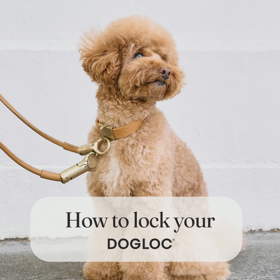 Video showing how to lock DOGLOC