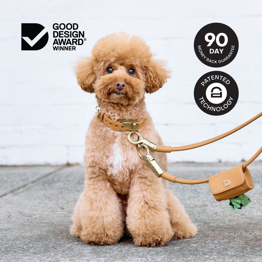 Anti-theft Leather Dog Collar & Lead