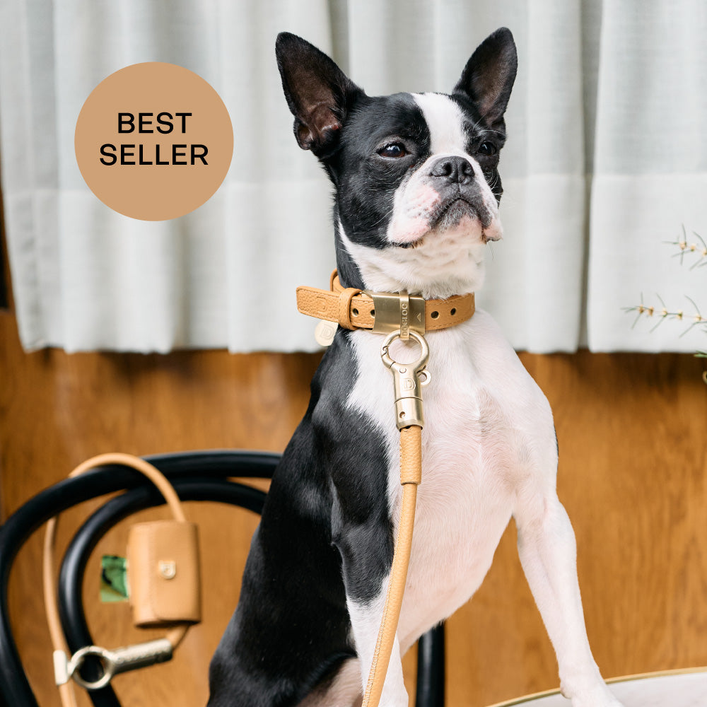 Anti-theft Leather Dog Collar & Lead