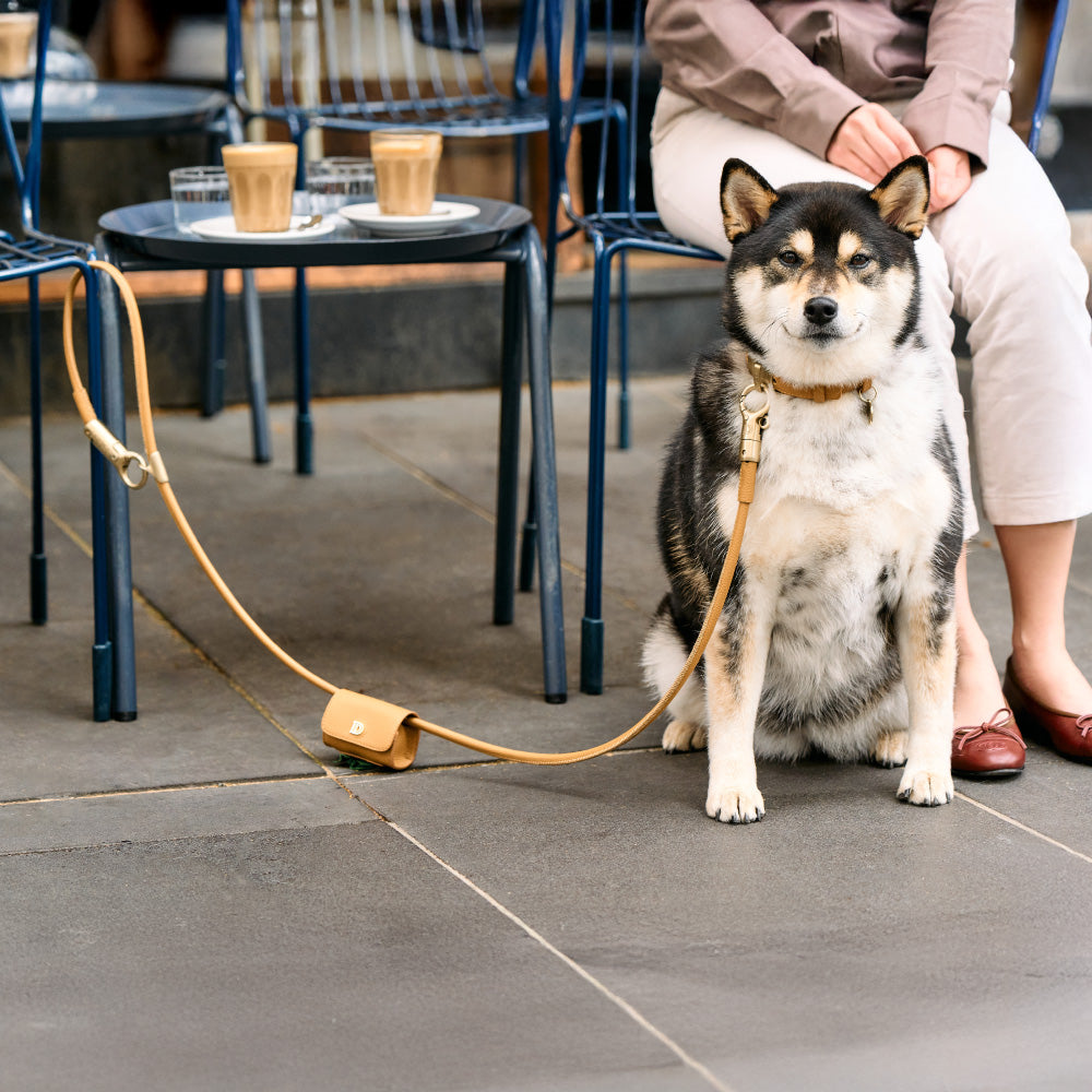 Anti-theft Leather Dog Collar & Lead