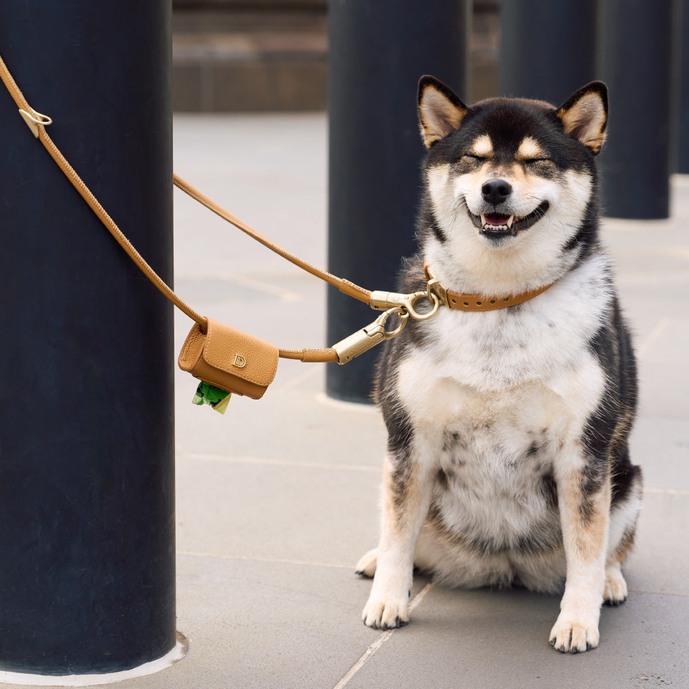 Anti-theft Leather Dog Collar & Lead