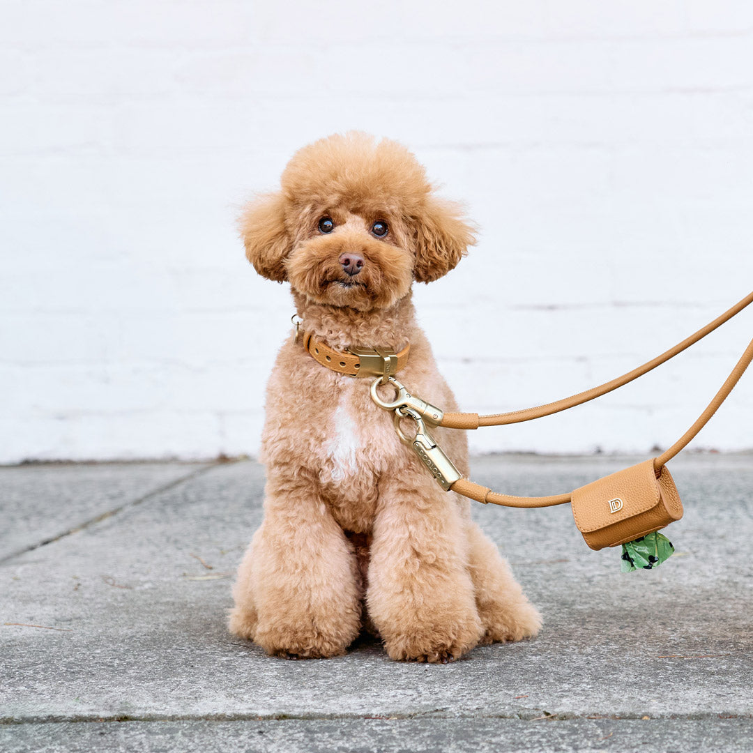 Anti-theft Dog Lead and Collar