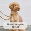 Video showing how to lock DOGLOC 